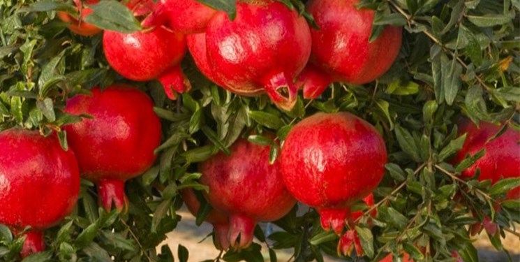 تولید انار باغات«سیروان» ۹۵ درصد کاهش یافت