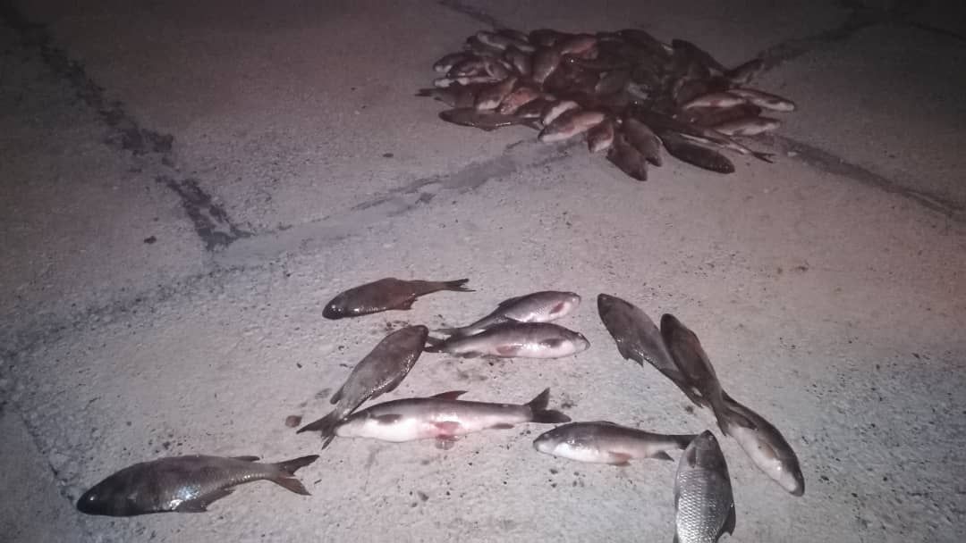 متخلفین صید غیرمجاز ماهی در سیروان دستگیر شدند