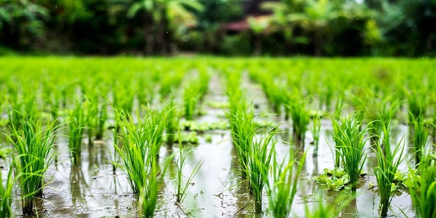 ممنوعیت کشت برنج در شهرستان چرداول