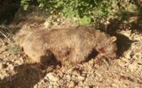 کشته شدن یک قلاده خرس در ایوان+عکس