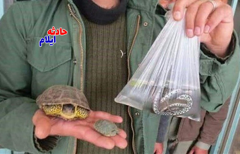 ممنوعیت خرید و فروش گونه‌های جانوری وحشی و گیاهی در ایلام