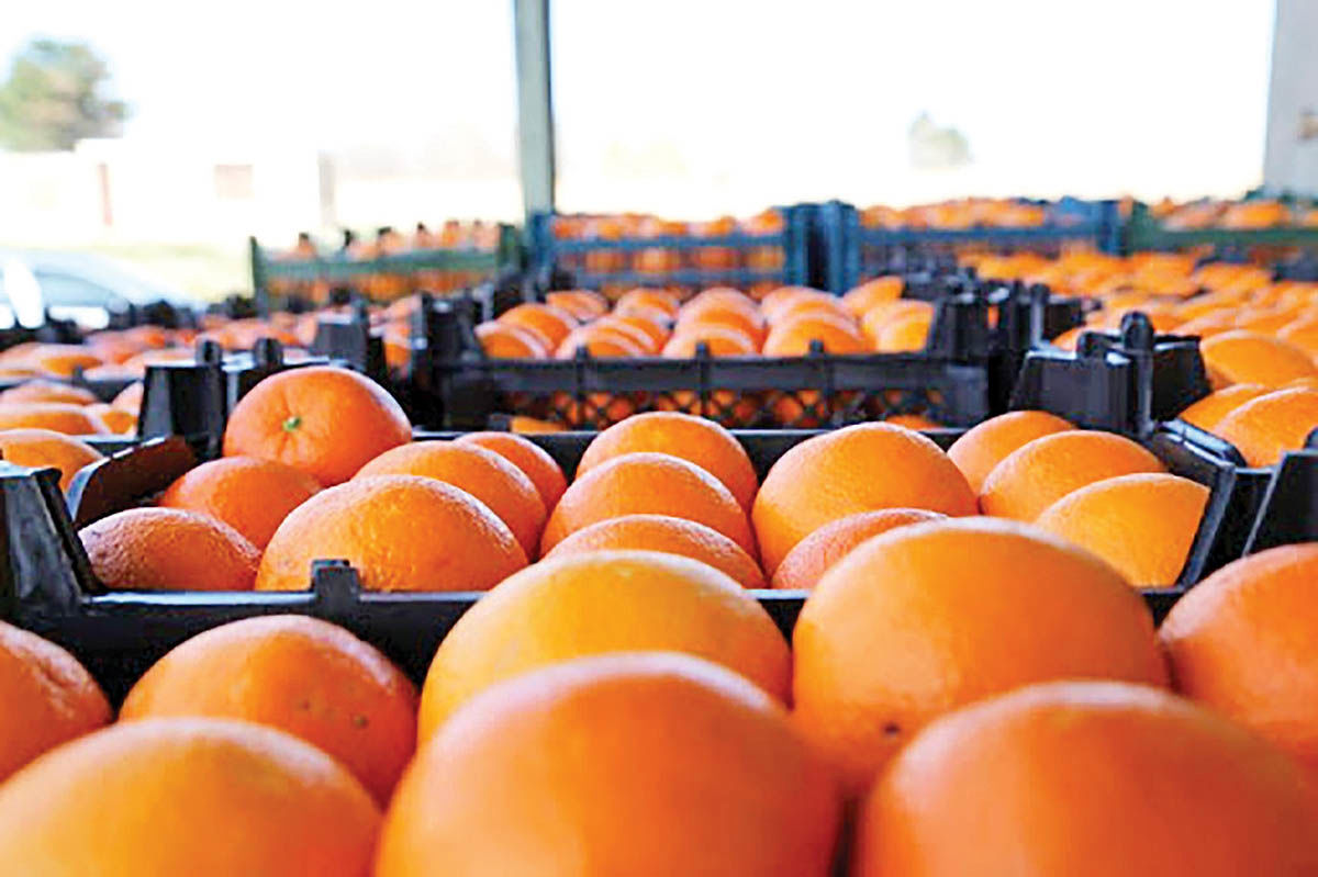 ۳٠٠تُن میوه طرح تنظیم بازار در ایلام توزیع می‌شود