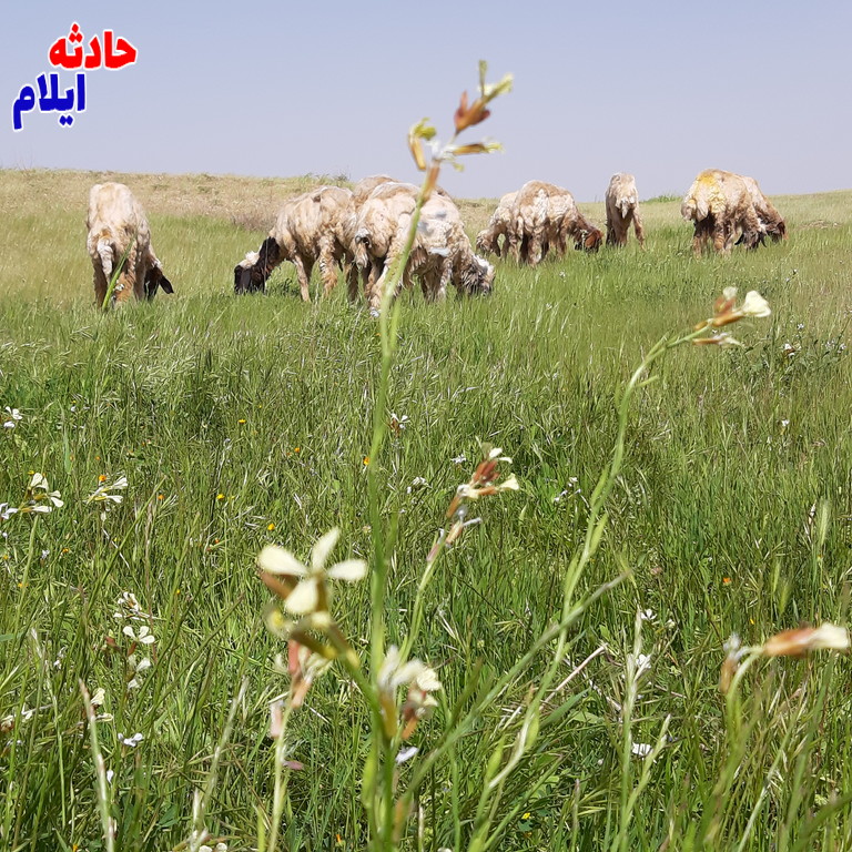 گزارش تصویری/آغاز پشم چینی از گوسفندان در شهرستان دهلران