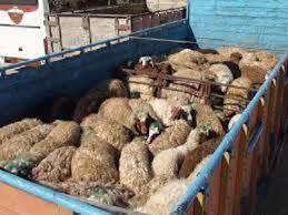 کشف گوسفندان قاچاق در”ملکشاهی”