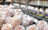 آرامش در بازارمرغ و تخم‌مرغ/ قیمت مرغ۱۰ هزار تومان کاهش یافت