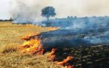 ممنوعیت سوزاندن بقایای گیاهان پس از برداشت محصول در ایلام
