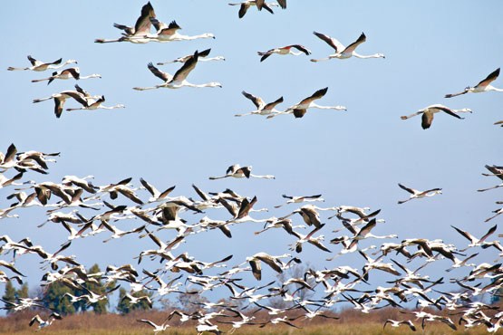 زیستگاه‌های مناطق گرمسیری جنوب ایلام پذیرای پرندگان مهاجر شدند