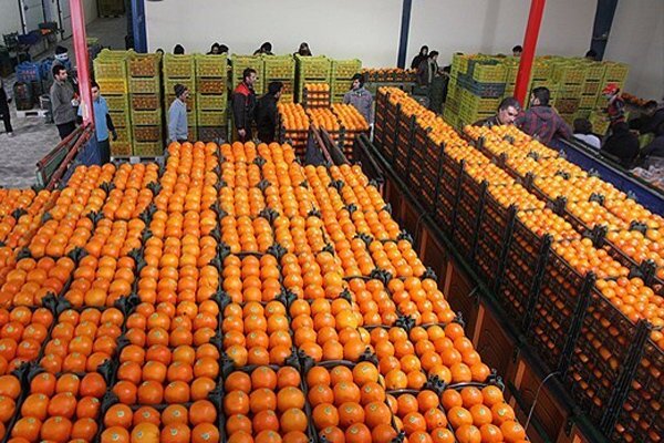 توزیع سیب و پرتقال شب عید آغاز شد