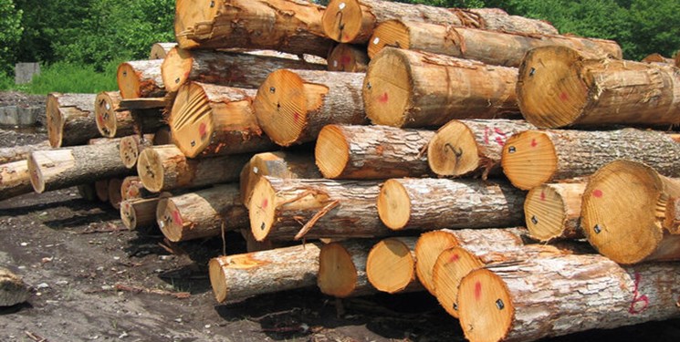 توسعه زراعت چوب در ایلام