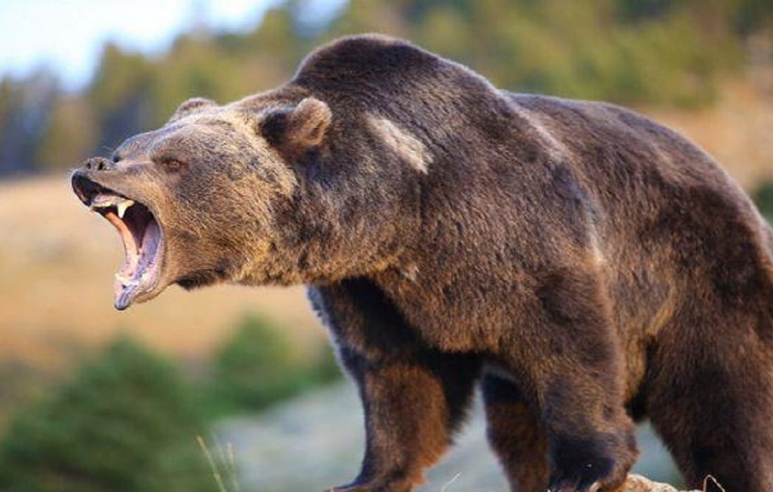 حمله خرس در ارتفاعات کبیرکوه دو مصدوم برجای گذاشت