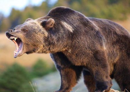 حمله خرس در ارتفاعات کبیرکوه دو مصدوم برجای گذاشت