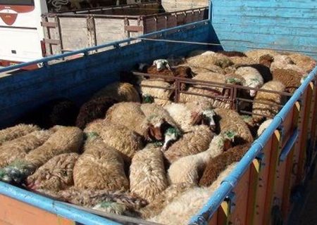 کشف ۹۸ راس گوسفند قاچاق در دهلران
