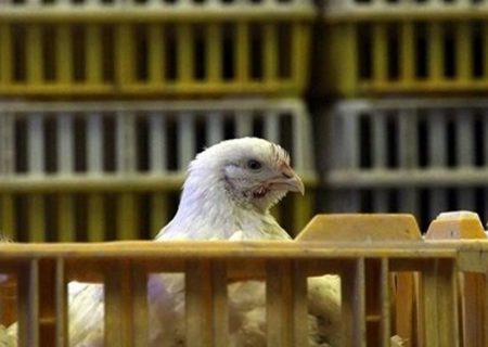توقیف کامیون حامل مرغ زنده فاقد مجوز در چرداول