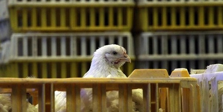 توقیف کامیون حامل مرغ زنده فاقد مجوز در چرداول