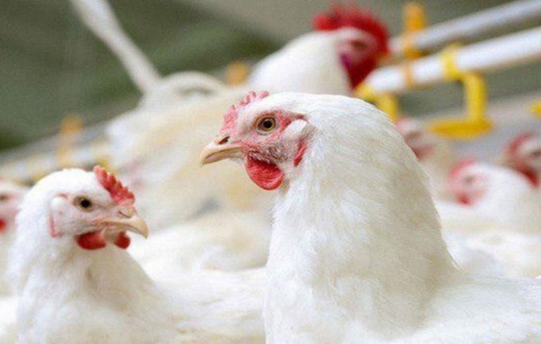 توقیف محموله مرغ زنده قاچاق در چرداول