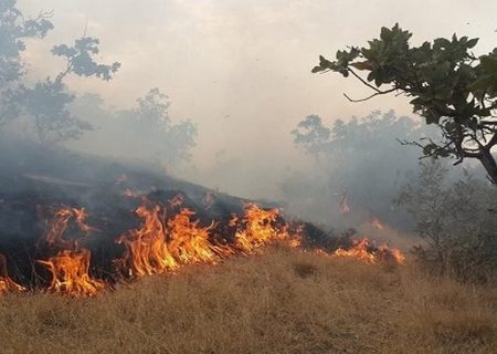 ۹۹ درصد آتش سوزی‌ها در ایلام مربوط به پس چرای مزارع است