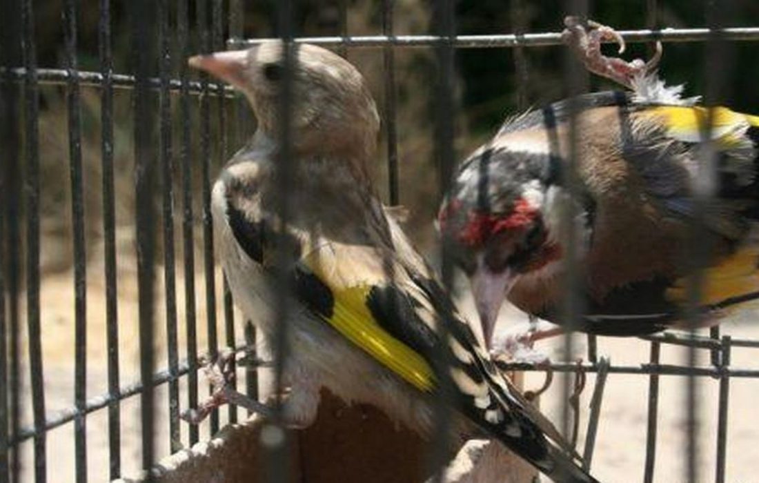 متخلف زنده گیری پرندگان در سیروان دستگیر شد