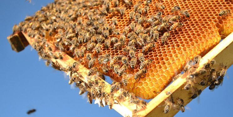 پیش‌بینی تولید سالانه یک هزار و ۶۵۰ تن عسل در ایلام