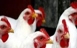 کشف ۷ تن مرغ زنده قاچاق در چرداول