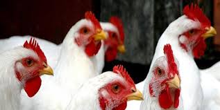 کشف ۷ تن مرغ زنده قاچاق در چرداول