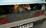 دستگیری شکارچیان متخلف با سگ‌های شکاری تعلیم دیده در ملکشاهی