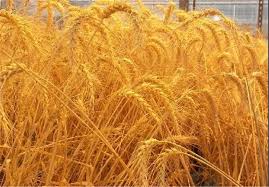 توزیع بذر گندم در ایلام سه برابر شد