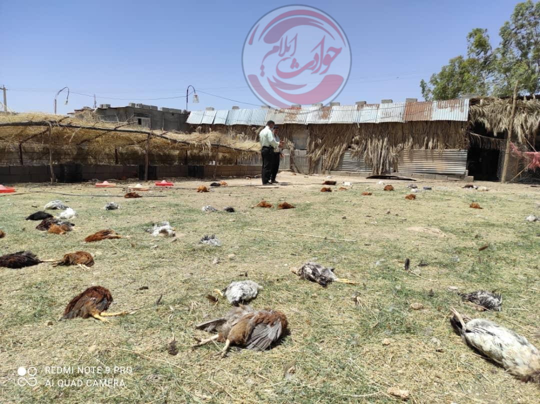 تلف شدن ۱۸۵ قطعه مرغ خانگی در«مهران»