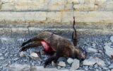 متخلفین شکار غیر مجاز گراز در چوار دستگیر شدند
