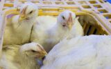 کشف بیش از ۱۰ تُن مرغ زنده قاچاق در ایلام