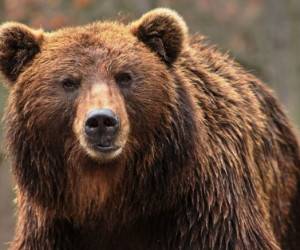 حمله خرس به جوان ۳۵ ساله آبدانانی