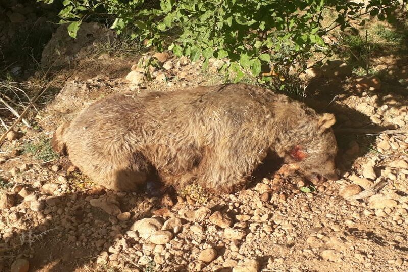 کشته شدن یک قلاده خرس در ایوان+عکس