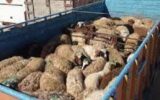 کشف گوسفندان قاچاق در”ملکشاهی”