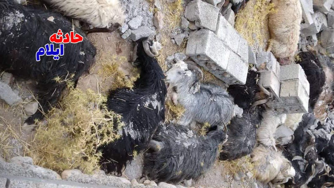تلف شدن گله گوسفند در تند باد شدید در بدره +عکس