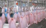 از شایعه تا واقعیت/ مصرف ۱۳۴ کیلوگرم مرغ در استان تکذیب شد