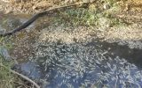 تلف شدن حدود ۴۰ هزار قطعه ماهی در روستای کلم به دنبال بارش شدید باران