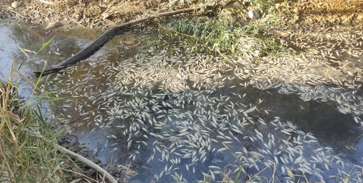 تلف شدن حدود ۴۰ هزار قطعه ماهی در روستای کلم به دنبال بارش شدید باران