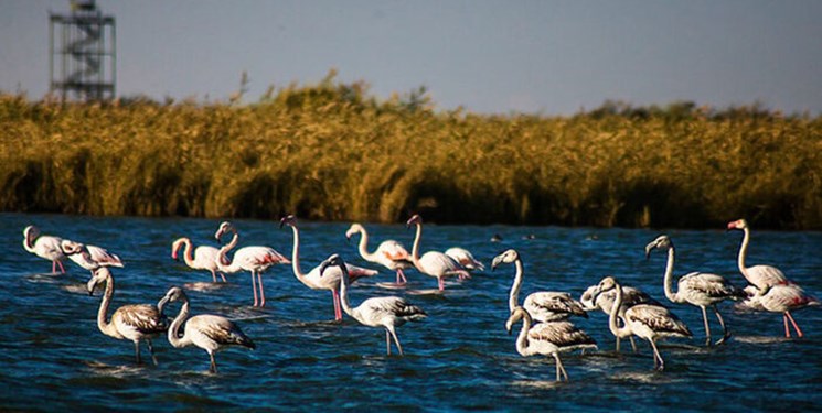 وجود ۱۴ سایت زیستگاه آبی پرندگان در ایلام