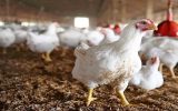 گوشت مرغ از شنبه با نرخ مصوب در ایلام تصویب می شود