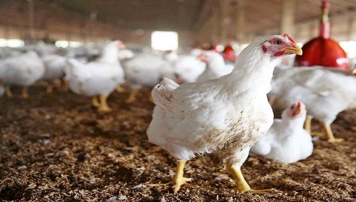 گوشت مرغ از شنبه با نرخ مصوب در ایلام تصویب می شود