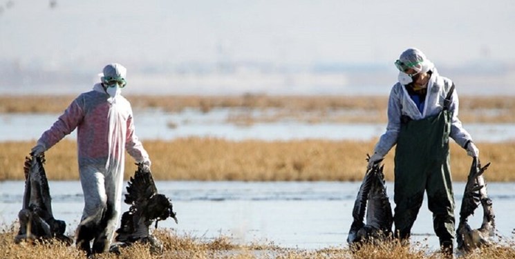 موردی از آنفلوانزای پرندگان پرندگان در ایلام گزارش نشده است