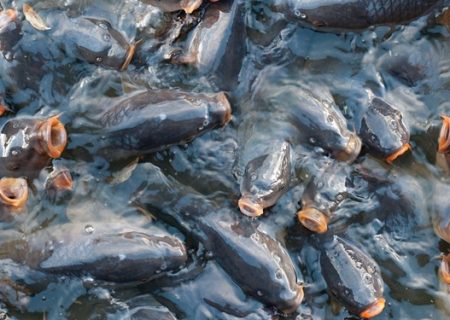 راه اندازی نخستین مزرعه مکانیزه تولید ماهیان گرم آبی کشور در ایلام