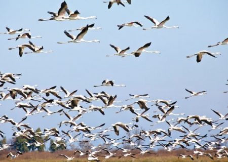 زیستگاه‌های مناطق گرمسیری جنوب ایلام پذیرای پرندگان مهاجر شدند