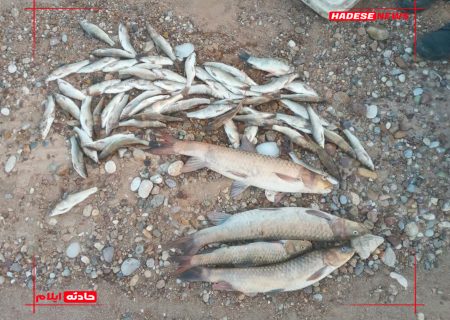 دستگیری متخلف صید غیر مجاز ماهی در دهلران