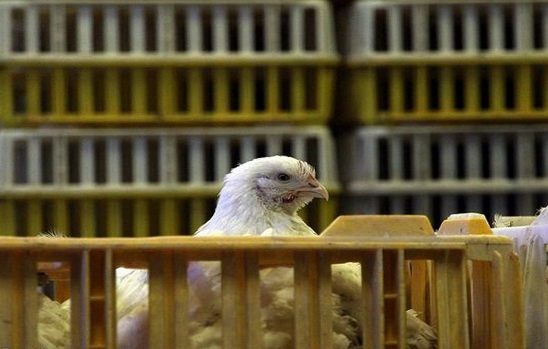 کشف بیش از ۲ تن مرغ زنده خارج از شبکه توزیع در دهلران