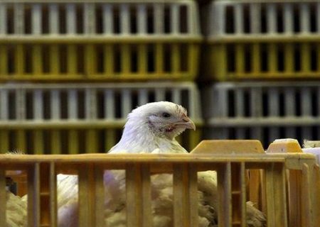 کشف بیش از ۲ تن مرغ زنده خارج از شبکه توزیع در دهلران