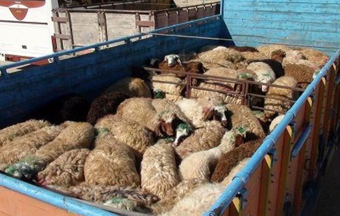 کشف ۹۸ راس گوسفند قاچاق در دهلران