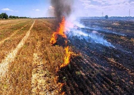 آتش زدن مزارع بعد از برداشت محصول ممنوع است