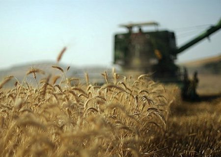 ۸ هزار تن گندم از کشاورزان مهرانی خریداری شد