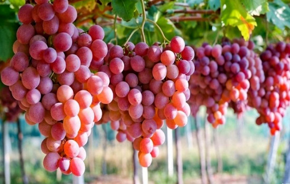 پیش بینی برداشت ۱۳ هزار تن انگور از تاکستان های ایلام
