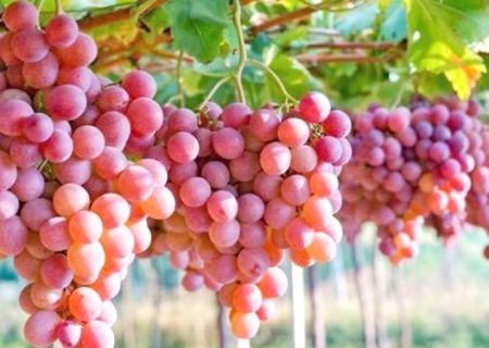 تولید ۲۵۰ تن ارقام انگور در باغات بدره
